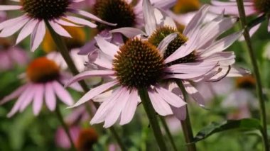 Ekinezya Sahası (Echinacea purpurea).