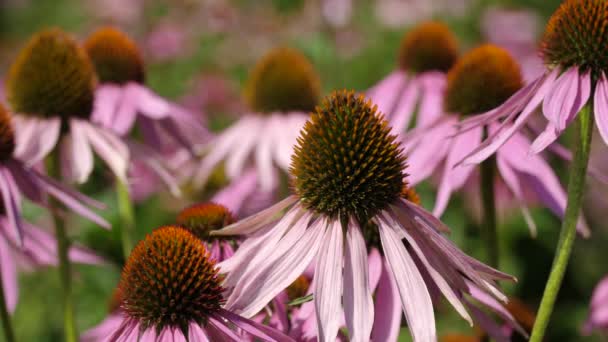 Поле Эхинацеи Echinacea Purpurea — стоковое видео