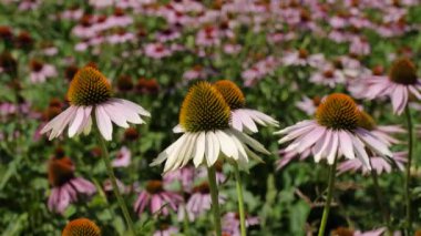 Ekinezya Sahası (Echinacea purpurea).