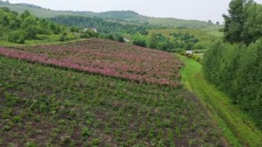 Ekinezya tarlası (Echinacea purpurea). Hava görünümü.