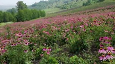 Ekinezya tarlası (Echinacea purpurea). Hava görünümü.