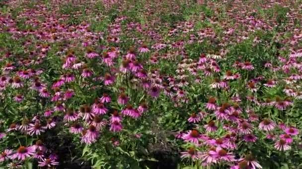 Campo Echinacea Echinacea Purpurea Vista Aérea — Vídeo de Stock
