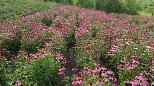 Field Echinacea Echinacea Purpurea Aerial View — Stock Video