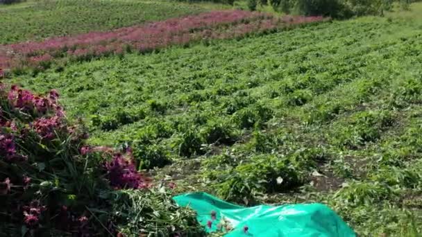 Colheita Equinácea Echinacea Purpurea Vista Aérea — Vídeo de Stock