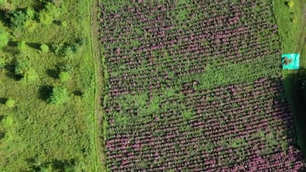Harvesting Echinacea Echinacea Purpurea Aerial View — Stock Video