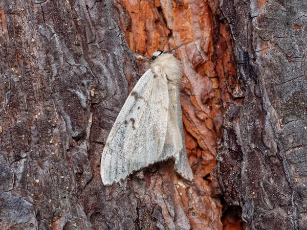 Una Farfalla Una Falena Zingara Lymantria Dispar Pino — Foto Stock