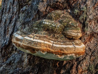 Çam ağacının gövdesinde bir mantar..