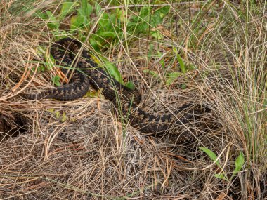 Güney Uralları. Otların arasında yaygın bir Avrupa engereği.
