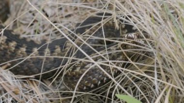 Güney Uralları. Otların arasında yaygın bir Avrupa engereği.