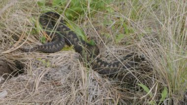 Güney Uralları. Otların arasında yaygın bir Avrupa engereği.