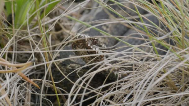 Southern Urals Common European Viper Grass — Stock Video