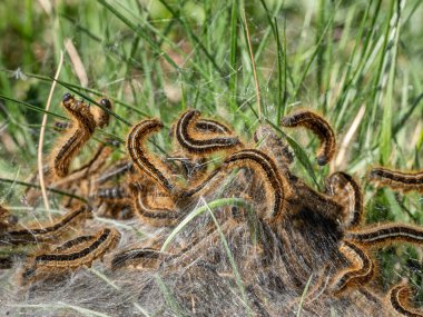 Kuzey Kafkasya. Kelebek tırtılları (Malacosoma castrense) kolonisi.