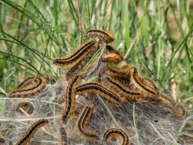 Kuzey Kafkasya. Kelebek tırtılları (Malacosoma castrense) kolonisi.