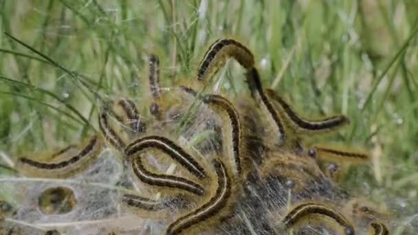 Norra Kaukasus Kolonin Marken Lakej Malacosoma Kastrense Fjäril Larver — Stockvideo