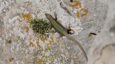 Kuzey Kafkasya. Üreme mevsiminde Kafkas kertenkeleleri (Darevskia Kafkasica).