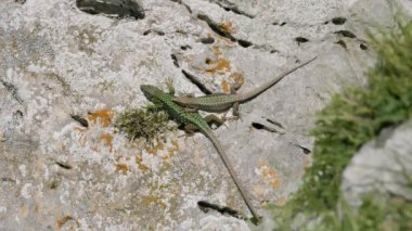 Kuzey Kafkasya. Üreme mevsiminde Kafkas kertenkeleleri (Darevskia Kafkasica).