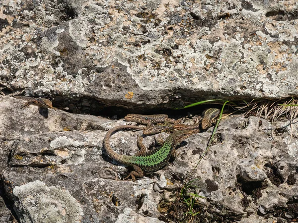 Caucaso Settentrionale Lucertole Caucasiche Darevskia Caucasica Durante Stagione Riproduttiva — Foto Stock