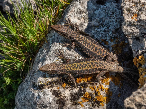 Severní Kavkaz Kavkazští Ještěři Darevskia Caucasica Během Období Rozmnožování — Stock fotografie