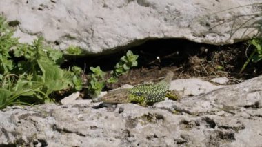 Kuzey Kafkasya. Üreme mevsiminde Kafkas kertenkeleleri (Darevskia Kafkasica).