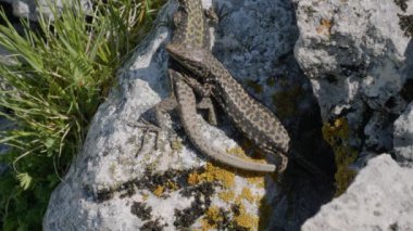 Kuzey Kafkasya. Üreme mevsiminde Kafkas kertenkeleleri (Darevskia Kafkasica).