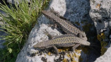 Kuzey Kafkasya. Üreme mevsiminde Kafkas kertenkeleleri (Darevskia Kafkasica).
