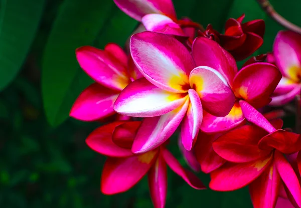 Florescendo Plumerias flor tropical na árvore — Fotografia de Stock