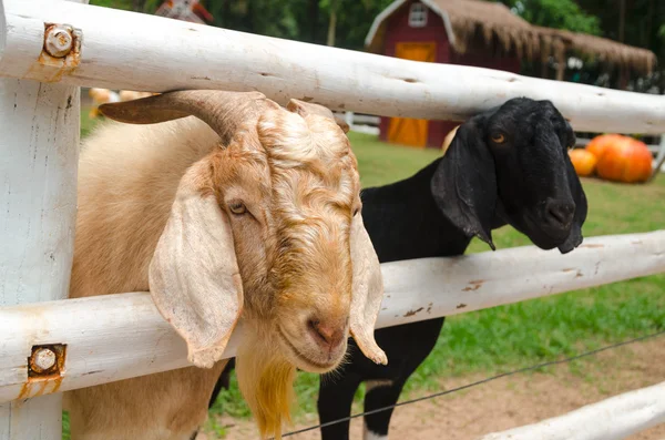 Goats in the farm — Stock Photo, Image