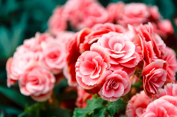 Flor de camélia japonesa rosa — Fotografia de Stock