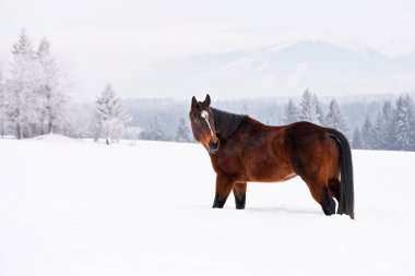 Koyu kahverengi at karda yürüyor, arka planda bulanık ağaçlar ve dağlar, yandan görüş.