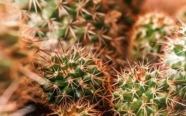 Detalle Primer Plano Grupo Cactus Que Crecen Juntos Espinas Rojizas — Foto de Stock