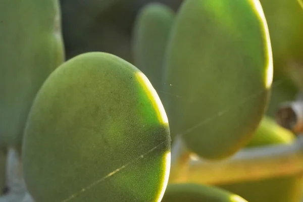 Grosor Verde Hojas Suculentas Xerosicyos Danguyi También Conocido Como Dólar — Foto de Stock