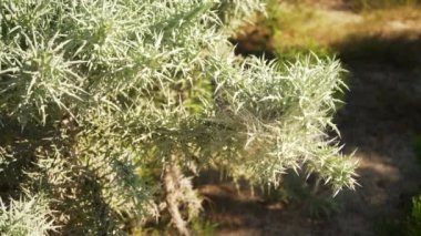 Euphorbia stenoclada çalılığı üzerinde çekim yapmak - Madagaskar 'a özgü - yavaş rüzgarda hareket ediyor, kısmen örümcek ağlarıyla kaplı.