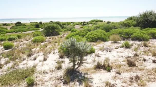 Piccoli Cespugli Erba Che Crescono Costa Del Madagascar Anakao Mare — Video Stock