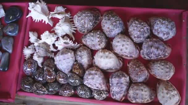 Seashells Lesklé Oblázkové Kameny Vystavené Místním Trhu Antananarivo Madagaskar — Stock video