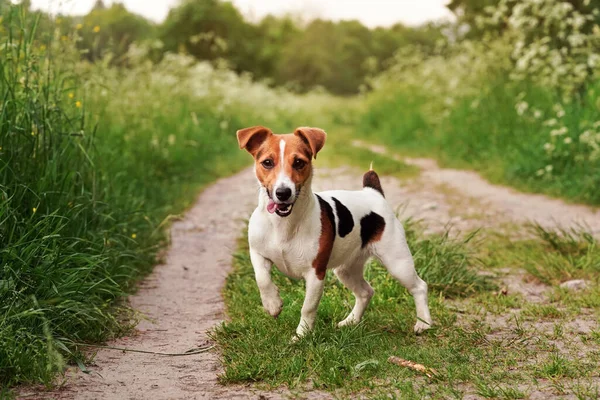 Piccolo Jack Russell Terrier Piedi Strada Campagna Lingua Fuori Una — Foto Stock
