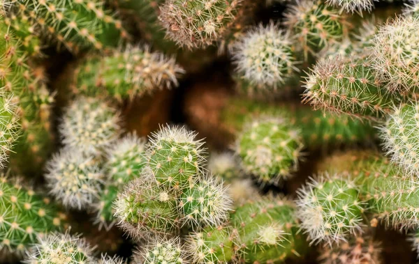 Detalle Primer Plano Racimo Cactus Que Crecen Juntos Espinas Finas — Foto de Stock