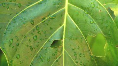 Yakın çekim, ıslak, kalın yeşil yaprakların üzerinde böcek ve hayvanların açtığı delikleri gösteriyor. Soyut orman yağmur ormanları çizimi