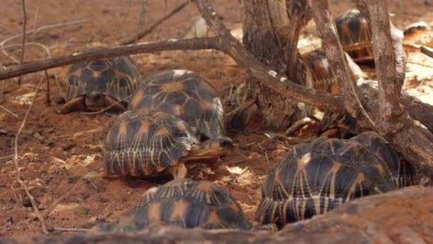 Stralende Schildpadden Astrochelys Radiata Ernstig Bedreigde Schildpadden Endemisch Madagaskar Lopend — Stockvideo