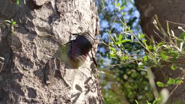 Madagaskar Syčící Šváb Gromphadorhina Portentosa Procházka Sluncem Osvětlené Kůře Stromů — Stock video