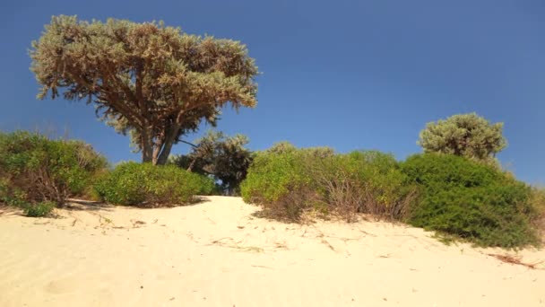 Sol Brilha Ônibus Baixos Árvores Euphorbia Stenoclada Crescendo Praia Areia — Vídeo de Stock
