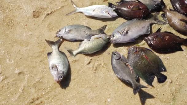 Soleil Brille Sur Les Poissons Mer Fraîchement Pêchés Sur Plage — Video