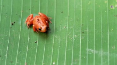Küçük turuncu mantella kurbağası - Mantella milotimpanum - Madagaskar 'a özgü, büyük yaprak üzerinde dinleniyor.