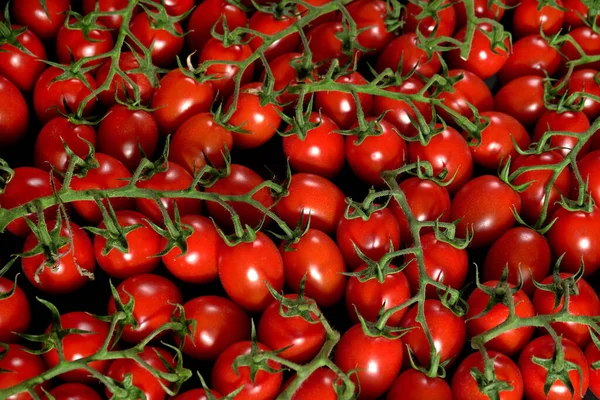 Grupo Tomates Cherry Pequeños Con Tallos Verdes Vista Arriba Hacia — Foto de Stock