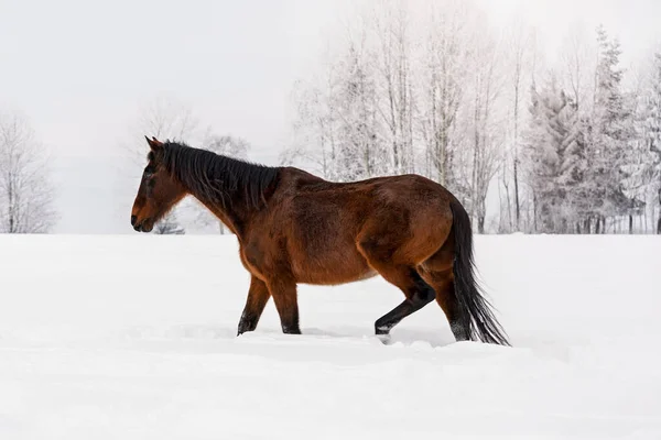 Dunkelbraunes Pferd Spaziert Winter Auf Schneebedecktem Feld Verschwommene Bäume Hintergrund — Stockfoto