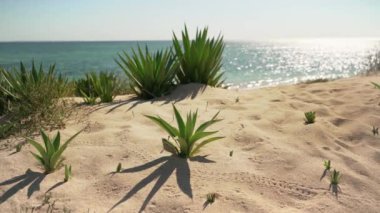 Küçük Agave çalıları kumlu sahilde büyüyor. Güneş sakin denizde parlıyor. Arka planda yavaş yelkenli teknesi var. Anakao, Madagaskar