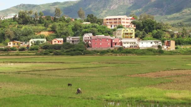 Ambositra Madagaskar Kwietnia 2019 Typowy Krajobraz Madagaskaru Zielone Pole Ryżowe — Wideo stockowe