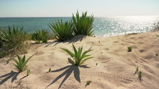 Małe Krzewy Agave Rosnące Piaszczystej Plaży Słońce Świeci Spokojnym Morzu — Wideo stockowe