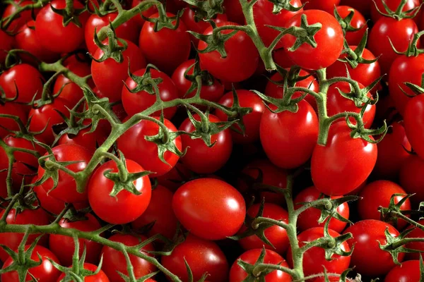 Haufen Frisch Glänzender Roter Reifer Tomaten Mit Grünen Reben — Stockfoto