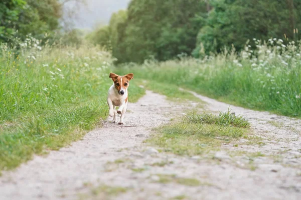 Small Jack Russell terrier walking on dusty country road, grass and trees on both sides