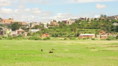 Ambositra, Madagaskar - 26 Nisan 2019: Tipik Madagaskar manzarası - ön planda yeşil ıslak pirinç tarlası, Zebu sığır otlatma, arka planda küçük tepelerin altında kil evler